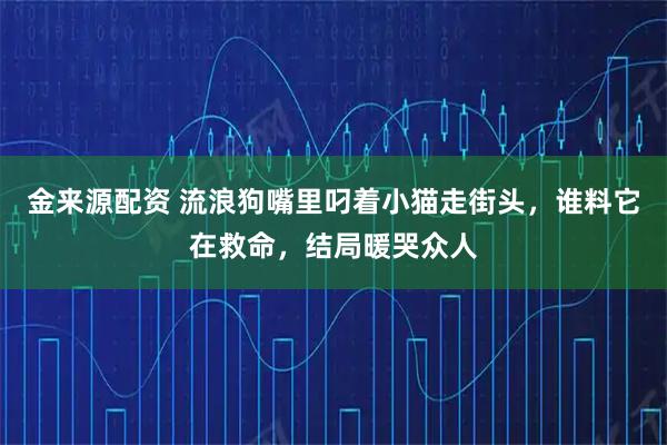 金来源配资 流浪狗嘴里叼着小猫走街头，谁料它在救命，结局暖哭众人