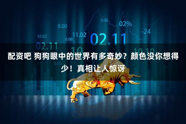 配资吧 狗狗眼中的世界有多奇妙？颜色没你想得少！真相让人惊讶